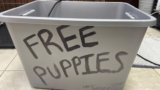 Newborn puppies saved after being left in box