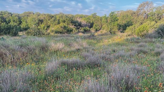 SAVING THE TEXAS HILL COUNTRY