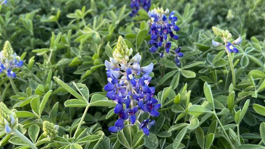 Wildflower Center predicts mixed season