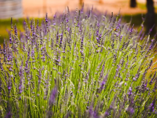 15th Annual Lavender Festival kicks off today in Blanco