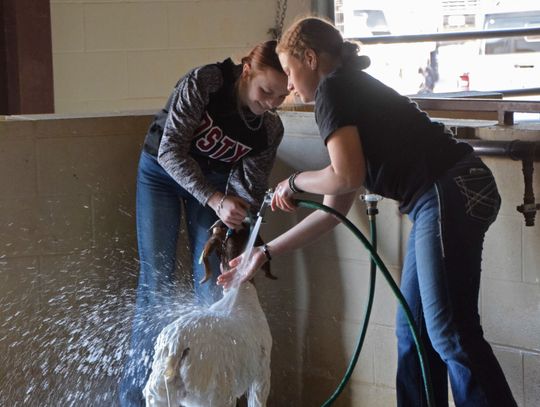 80th Hays County Livestock Show continues to unite communities through agriculture