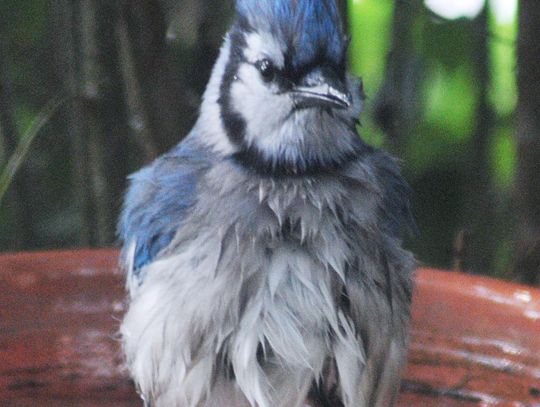 A blue jay making a splash during a hot summer day