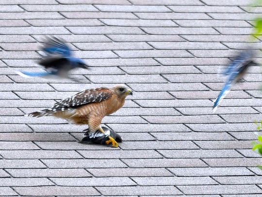 A red-shouldered hawk snatches a white-winged dove