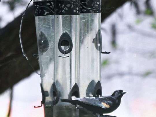 A Red-Winged Blackbird, from my bay window