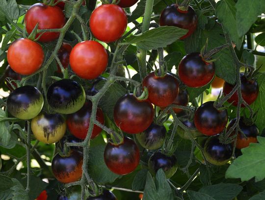 Add color & flavor to gardens & meals with tomatoes