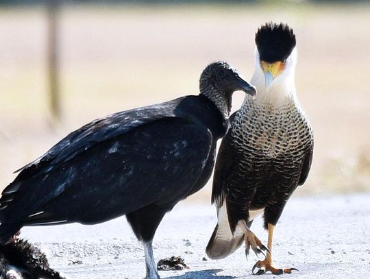 An I-35 showdown between caracaras and vultures