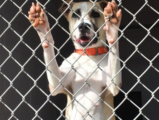 Animal Shelter celebrates ‘Clear the Shelters’ with free adoptions