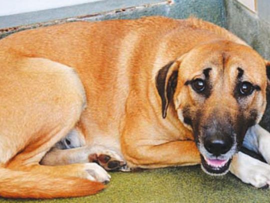 Animal Shelter reaches holiday adoption goal