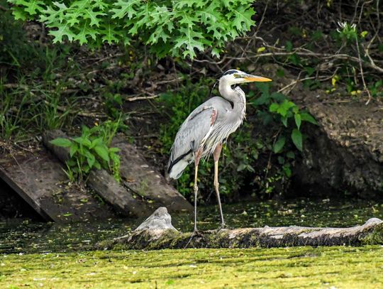 BIRDS OF SPRING LAKE
