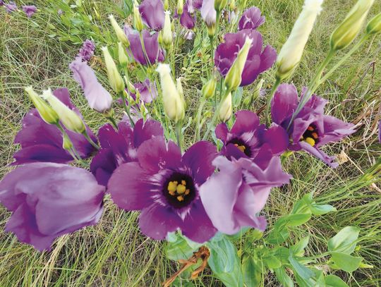 Bluebells of Texas