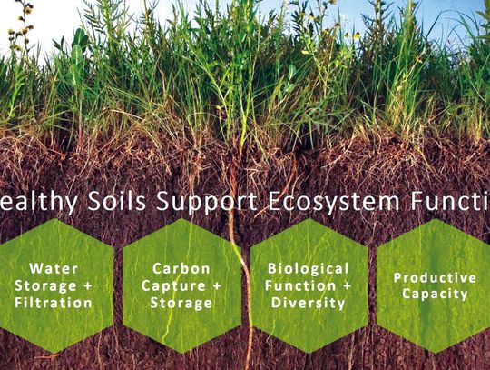 Building healthy soil