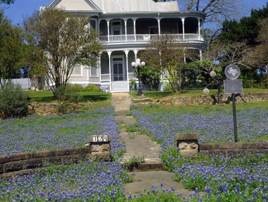 Burleson Street bloom