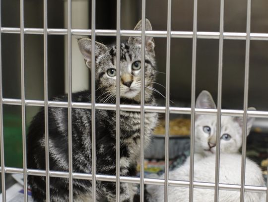 Cat adoptions on hold following  possible outbreak