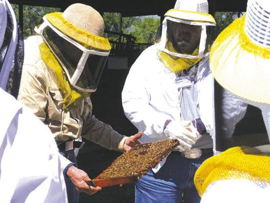 Central Texas Beekeepers School now accepting students