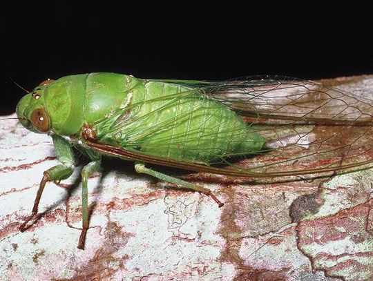 Cicadas and Cicada Killer Wasps on the rise