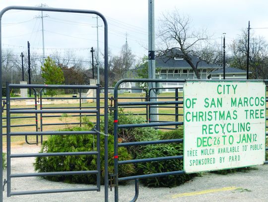 City offering Christmas tree recycling program