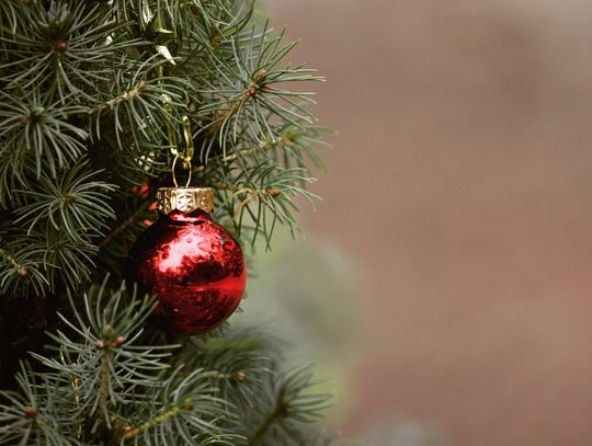 City offers multiple options for Christmas tree recycling 