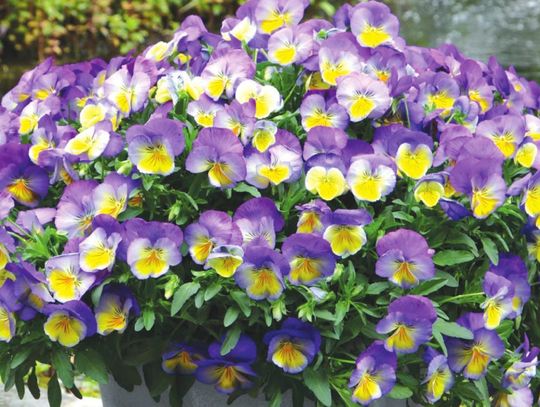 Cool Wave Pansies