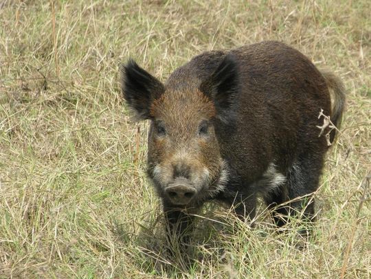 Counties pursue different plans for feral hog control