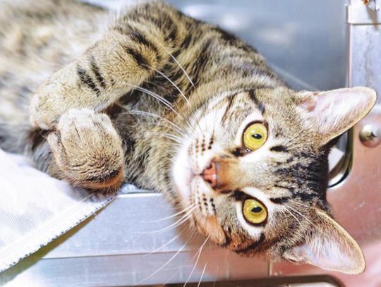 County urges residents to spay, neuter pets during Spay/Neuter Awareness Month