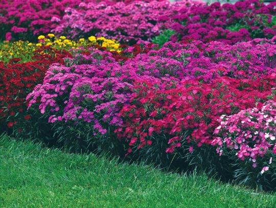 Dianthus looks to be absolutely ‘rockin’ for fall