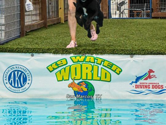 Dock diving dogs make a splash