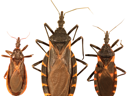 Experts warn of boom in 'kissing bugs,' Chagas disease