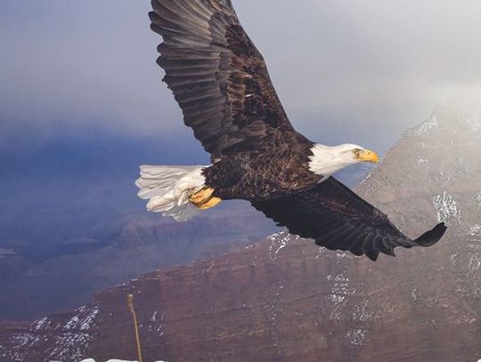 Exploring Nature: Bald Eagles