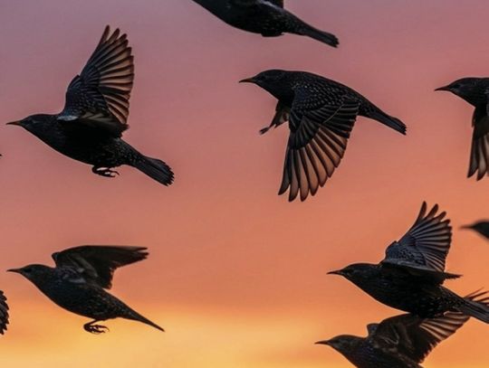Exploring Nature: Billions of Birds on the Move