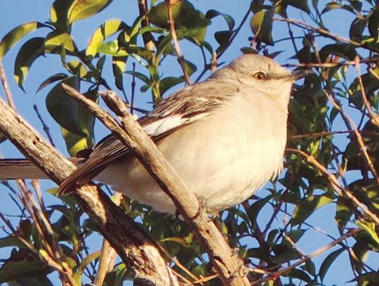 Exploring Nature: ‘Bird Brain’