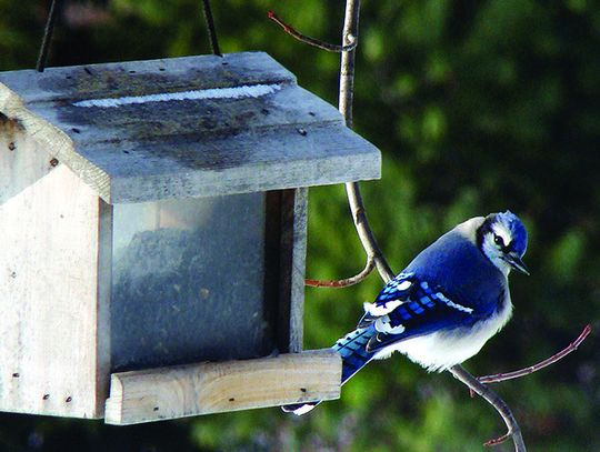 Exploring Nature: Bird Buffeet