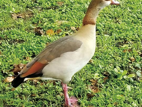 Exploring Nature: Bird Festivals