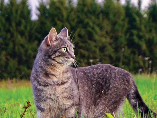 Exploring Nature: Bird Killers