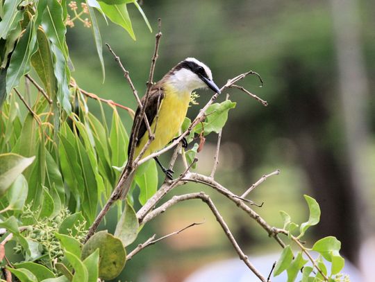 Exploring Nature: Birding Festival