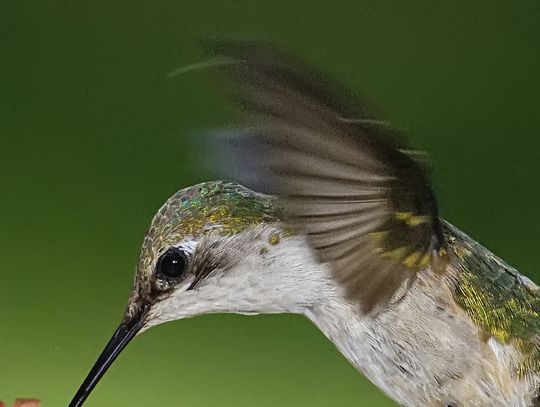 Exploring Nature: Birds in Mud