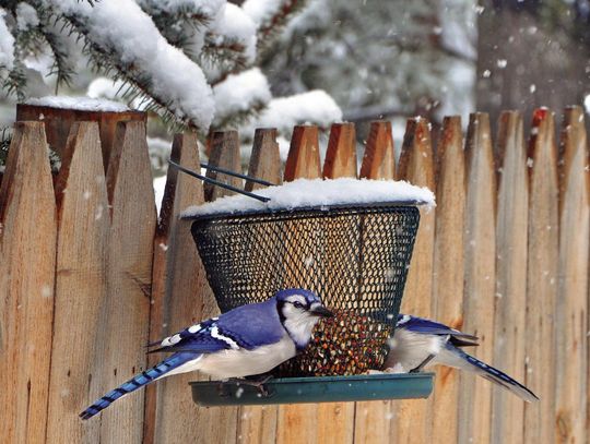 Exploring Nature: Birds in Winter