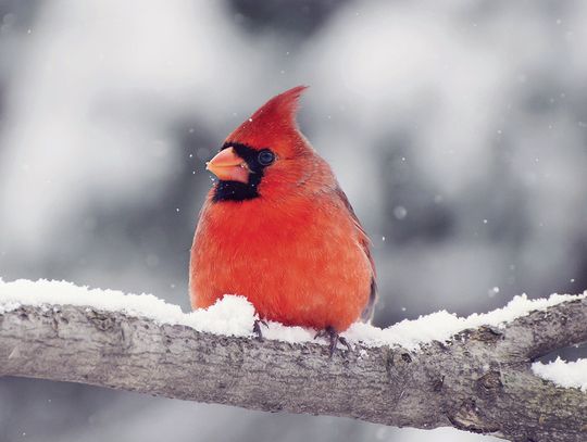 Exploring Nature: Birds In Winter