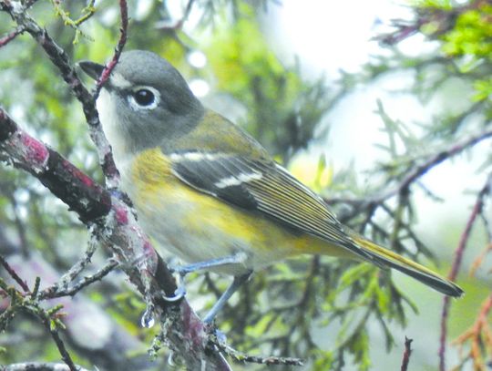 Exploring Nature: Birdwatching is Big Business