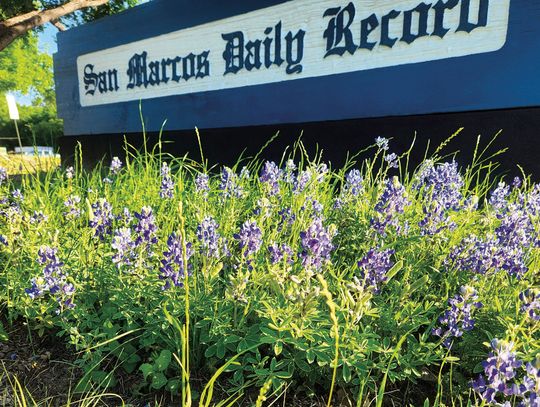 Exploring Nature: Bless Our Bluebonnets