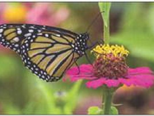 Exploring Nature: Bountiful Butterflies