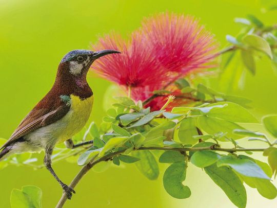 Exploring Nature: Can Birds Smell?