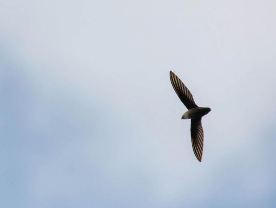 Exploring Nature: Chimney Swifts