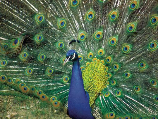 Exploring Nature: Colorful Birds