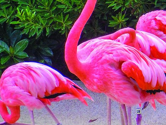 Exploring Nature: Colorful Birds