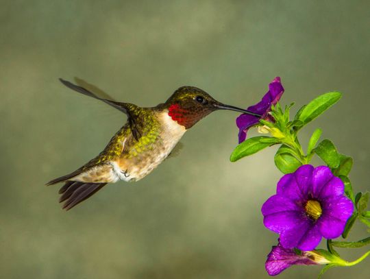 Exploring Nature: Comings & Goings