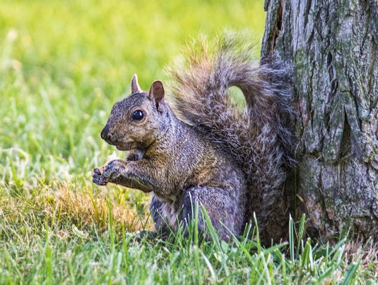 Exploring Nature: Counting Squirrels
