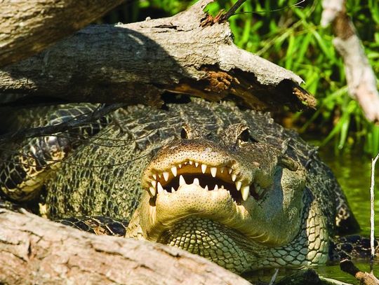 EXPLORING NATURE: CROCODILES