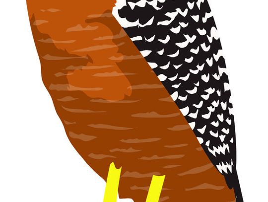 Exploring Nature: Falcons