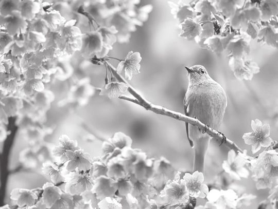 EXPLORING NATURE: FINCHES