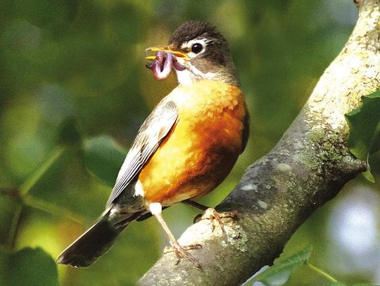 Exploring Nature: He Lived With Birds